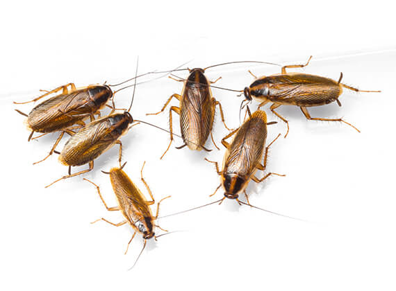 ▷ Como Matar Cucarachas en Casa Definitivamente
